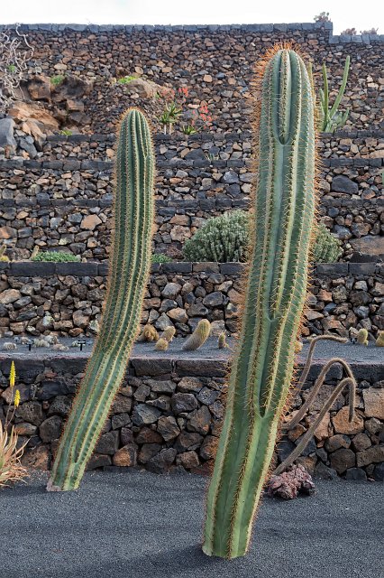 Jardín de Cactus, Guatiza, Lanzarote | Cactus Garden (Jardín de Cactus), Guatiza, Lanzarote (IMG_3496.jpg)