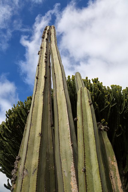 Jardín de Cactus, Guatiza, Lanzarote | Cactus Garden (Jardín de Cactus), Guatiza, Lanzarote (IMG_3498.jpg)