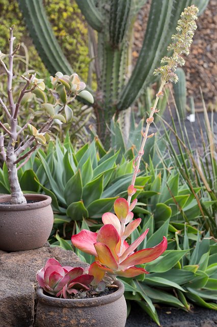 Jardín de Cactus, Guatiza, Lanzarote | Cactus Garden (Jardín de Cactus), Guatiza, Lanzarote (IMG_3539.jpg)
