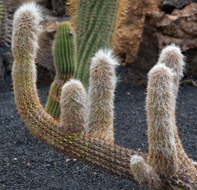 Jardín de Cactus, Guatiza, Lanzarote | Cactus Garden (Jardín de Cactus), Guatiza, Lanzarote (IMG_3572.jpg)