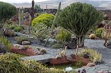 Cactus Garden, Guatiza, Lanzarote