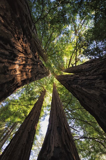 Big Basin Redwoods State Park, Santa Cruz County, California | Big Basin Redwoods State Park (IMG_4574.jpg)