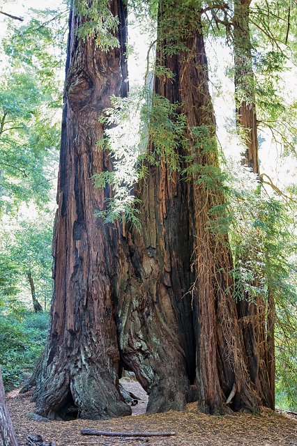 Big Basin Redwoods State Park, Santa Cruz County, California | Big Basin Redwoods State Park (IMG_4580.jpg)