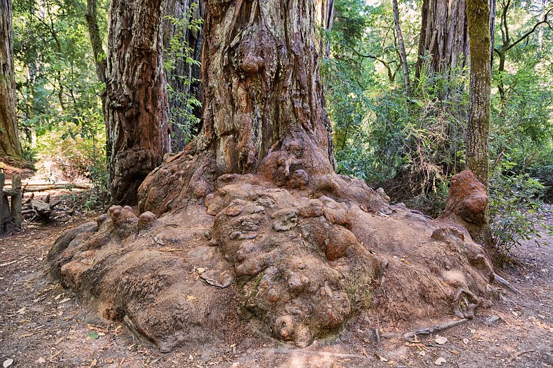 Big Basin Redwoods State Park, Santa Cruz County, California | Big Basin Redwoods State Park (IMG_4609_2.jpg)