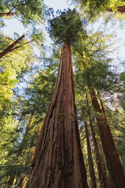 Big Basin Redwoods State Park, Santa Cruz County, California | Big Basin Redwoods State Park (IMG_4610_2.jpg)