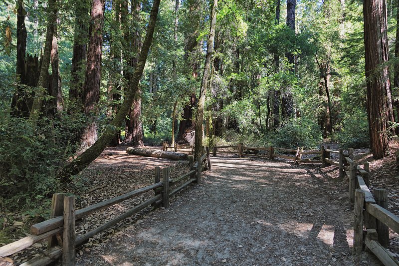 Big Basin Redwoods State Park, Santa Cruz County, California | Big Basin Redwoods State Park (IMG_4612.jpg)
