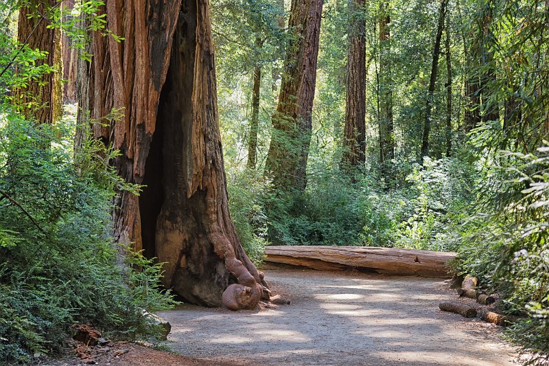 Big Basin Redwoods State Park, Santa Cruz County, California | Big Basin Redwoods State Park (IMG_4622_2.jpg)