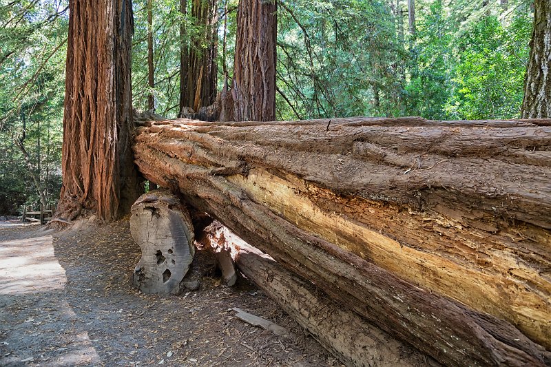 Big Basin Redwoods State Park, Santa Cruz County, California | Big Basin Redwoods State Park (IMG_4638.jpg)
