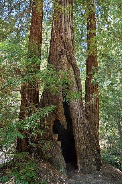 Big Basin Redwoods State Park, Santa Cruz County, California | Big Basin Redwoods State Park (IMG_4678.jpg)