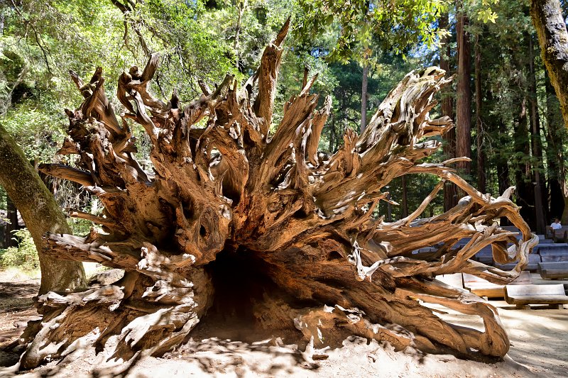 Big Basin Redwoods State Park, Santa Cruz County, California | Big Basin Redwoods State Park (IMG_4690_92.jpg)