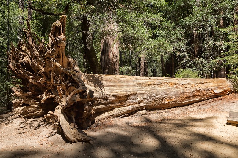 Big Basin Redwoods State Park, Santa Cruz County, California | Big Basin Redwoods State Park (IMG_4699.jpg)