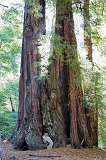 Big Basin Redwoods State Park, Santa Cruz County, California