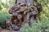 The "Animal" tree, Big Basin Redwoods State Park, California