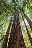 Big Basin Redwoods State Park, Santa Cruz County, California