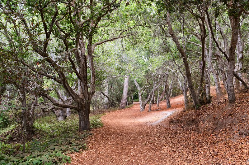 Carmel Monterey County, California Mission Trail Nature Preserve