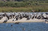 Pelicans at Carmel River Lagoon, California