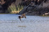 Pelican in flight, Carmel River Lagoon, California