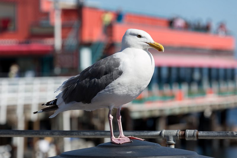 Seagull at Fisherman's Wharf, Monterey, California | Monterey Downtown, California (IMG_3985.jpg)