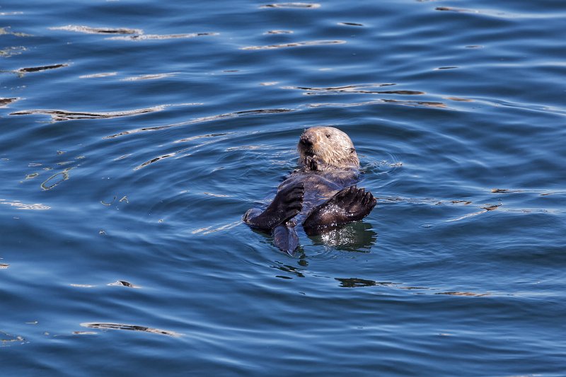 Sea Otter at Monterey Harbor, Monterey, California | Monterey Downtown, California (IMG_4024.jpg)