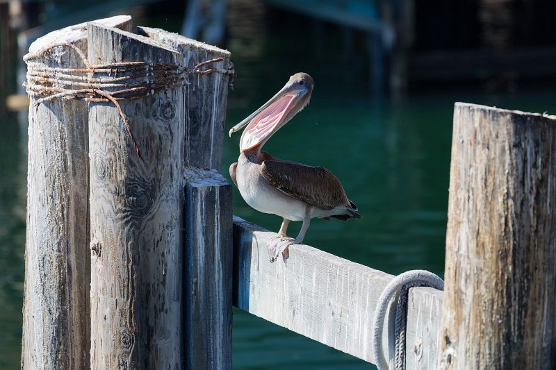 Brown Pelican, Old Fisherman's Wharf, Monterey, California | Monterey Downtown, California (IMG_4035.jpg)