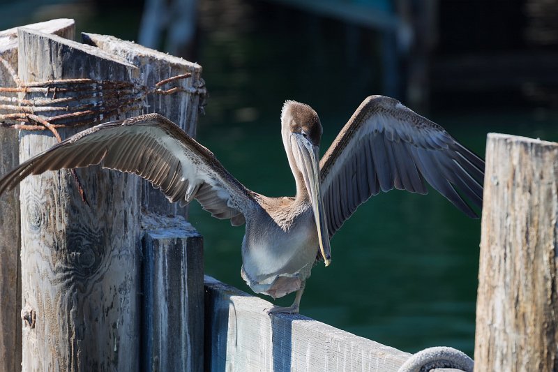 Brown Pelican, Old Fisherman's Wharf, Monterey, California | Monterey Downtown, California (IMG_4037.jpg)