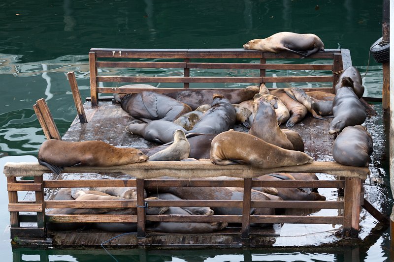 Sea Lions at Fisherman's Wharf, Monterey, California | Monterey Downtown, California (IMG_5434.jpg)