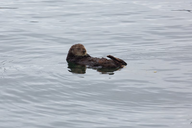 Sea Otter, Fisherman's Wharf, Monterey, California | Monterey Downtown, California (IMG_5445.jpg)