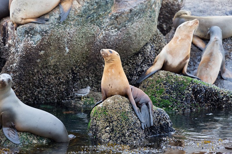 Monterey Downtown, California Sea Lions, Fisherman's Wharf, Monterey