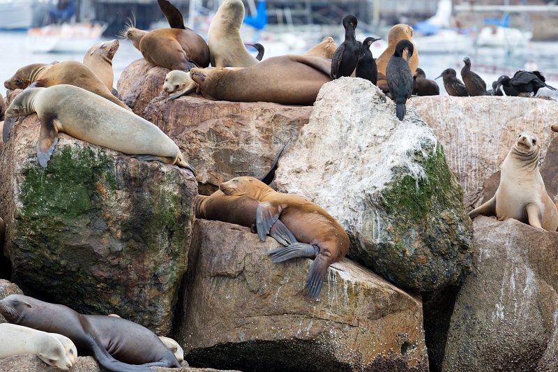 Sea Lions and Cormorants, Fisherman's Wharf, Monterey, California | Monterey Downtown, California (IMG_5456.jpg)