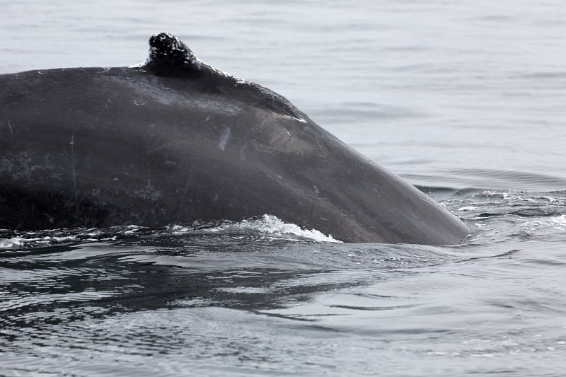 Humpback Whale, Monterey Bay, California | Monterey Downtown, California (IMG_5601.jpg)