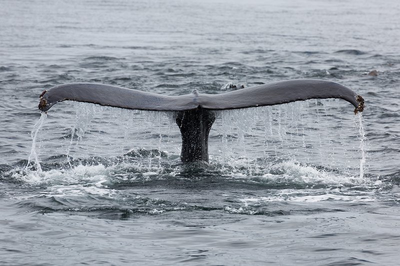 Tail of Humpback Whale, Monterey Bay, California | Monterey Downtown, California (IMG_5619.jpg)