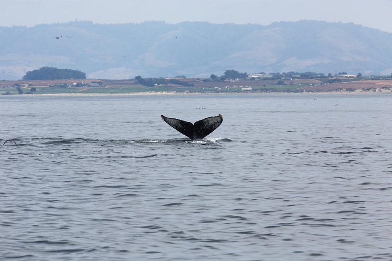 Humpback Whale, Monterey Bay, California | Monterey Downtown, California (IMG_5661.jpg)