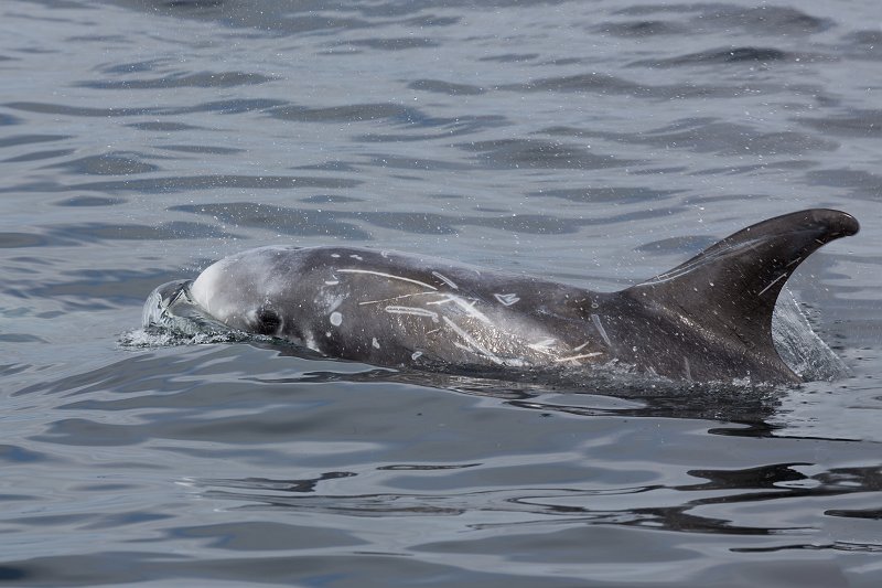 Risso's Dolphin, Monterey Bay, California | Monterey Downtown, California (IMG_5671_72.jpg)