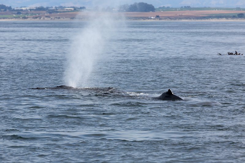 Humpback Whales, Monterey Bay, California | Monterey Downtown, California (IMG_5698.jpg)