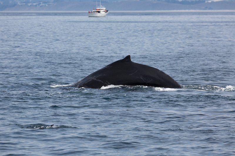 Humpback Whale, Monterey Bay, California | Monterey Downtown, California (IMG_5705.jpg)