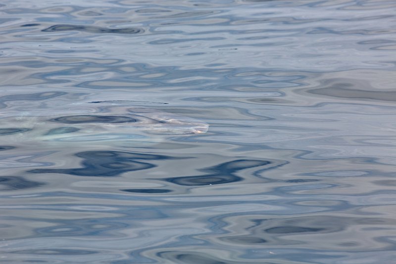 Ocean Sunfish, Monterey Bay, California | Monterey Downtown, California (IMG_5728.jpg)