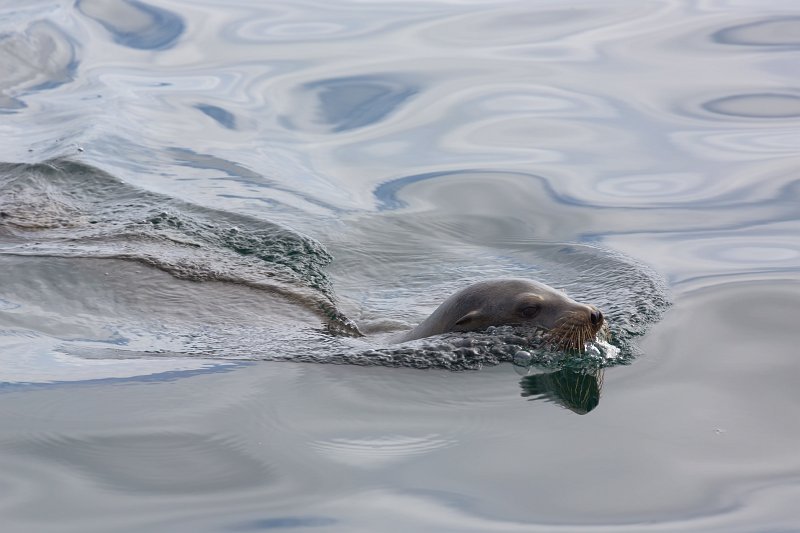 Sea Lion, Monterey Bay, California | Monterey Downtown, California (IMG_5737.jpg)