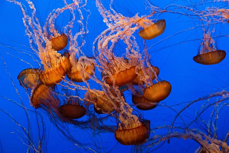 Monterey Bay Aquarium, Monterey, California | Monterey Downtown, California (IMG_6075.jpg)