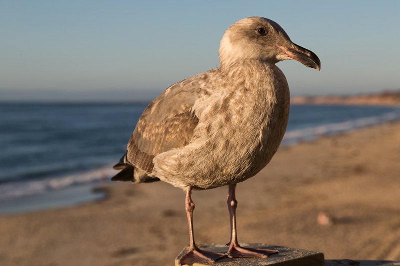 Seagull | Monterey Downtown, California (IMG_6920.jpg)