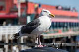 Seagull at Fisherman's Wharf, Monterey, California