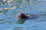 Seal Lion at Monterey Harbor, Monterey, California