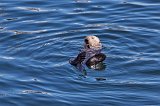 Sea Otter at Monterey Harbor, Monterey, California