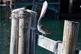 Brown Pelican, Old Fisherman's Wharf, Monterey, California