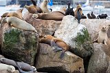 Sea Lions and Cormorants, Fisherman's Wharf, Monterey, California