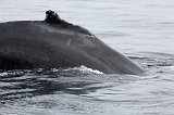 Humpback Whale, Monterey Bay, California