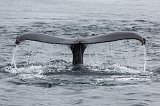Tail of Humpback Whale, Monterey Bay, California