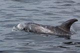 Risso's Dolphin, Monterey Bay, California