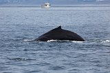 Humpback Whale, Monterey Bay, California