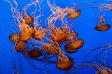 Monterey Bay Aquarium, Monterey, California