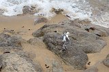 Seagulls at McAbee Beach, Cannery Row, Monterey, California
